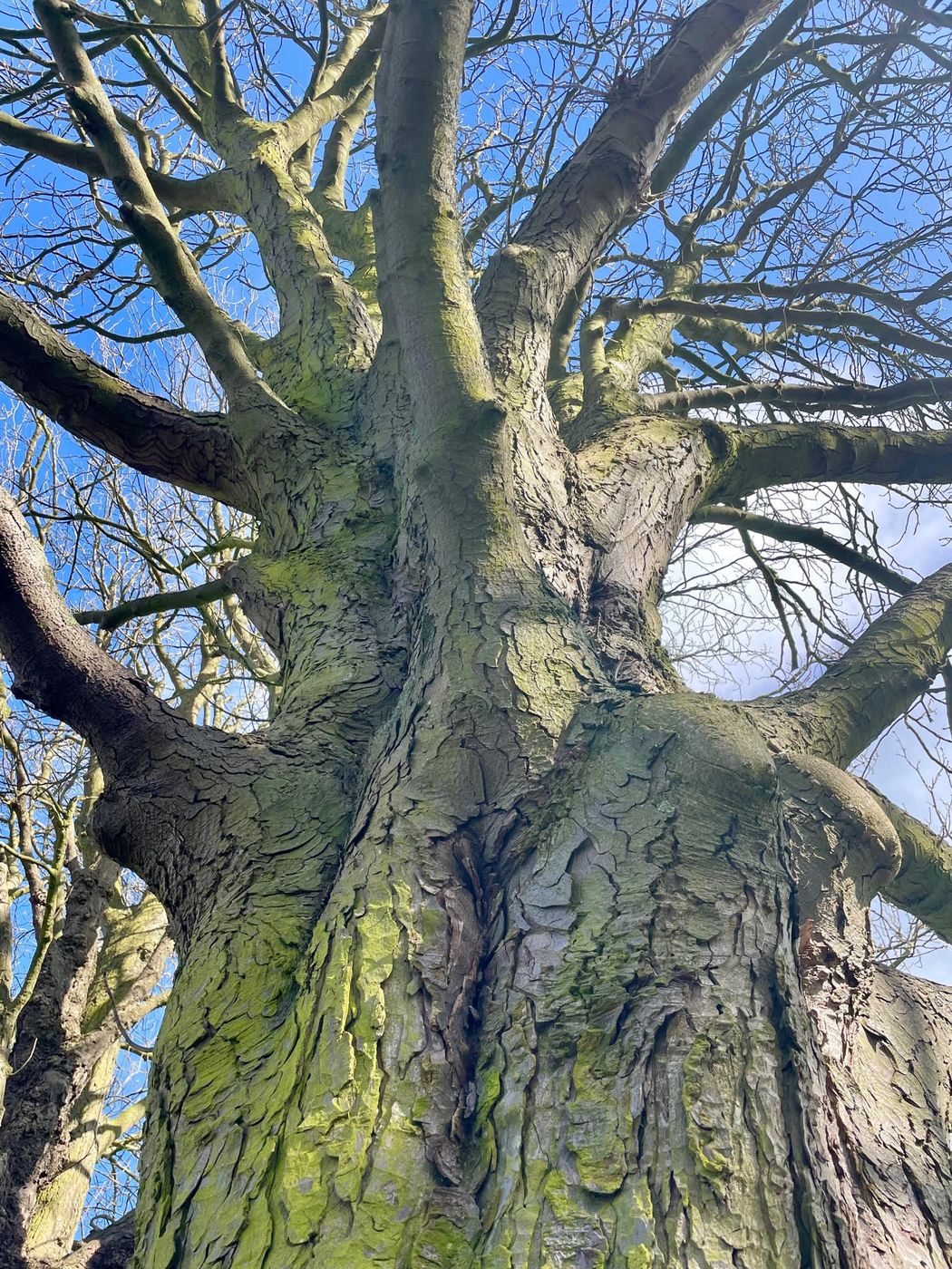 The old tree on the meadow path